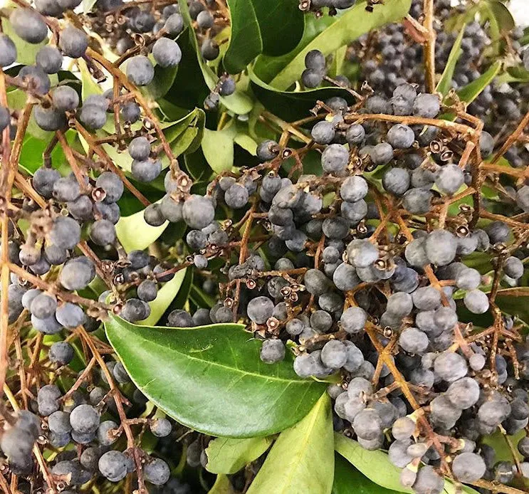 NOV-JAN ONLY - Purple Privet Berry Foliage