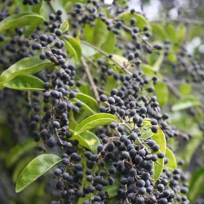 NOV-JAN ONLY - Purple Privet Berry Foliage